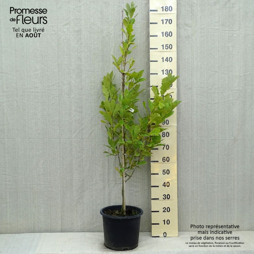 Ejemplar de Quercus warei Windcandle Maceta 12L/15L entregado en verano