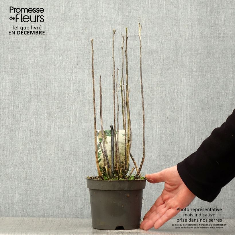 Quinua - Chenopodium quinoa Maceta 1,5L/2L Ejemplar entregado en invierno