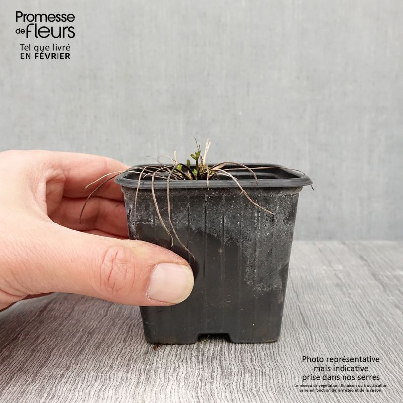 Ranunculus acris - Botón de oro Maceta de 7/8 cm Ejemplar entregado en invierno