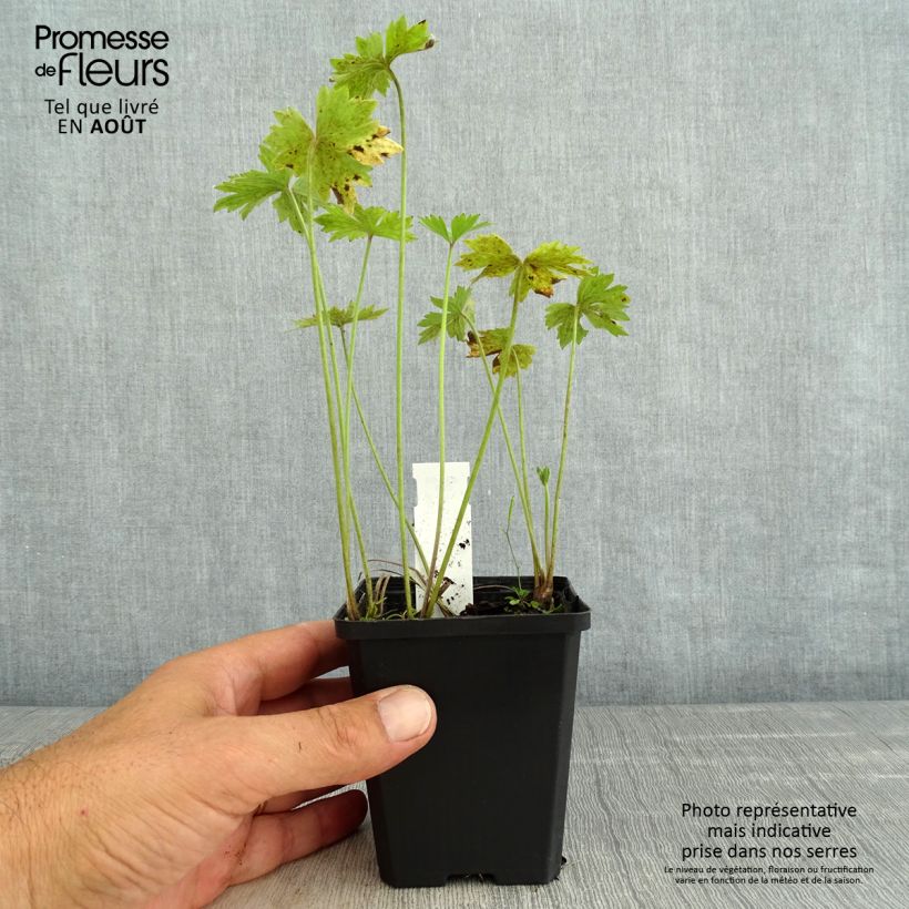 Ejemplar de Ranunculus acris Multiplex - Botón de oro Maceta de 8/9 cm entregado en verano