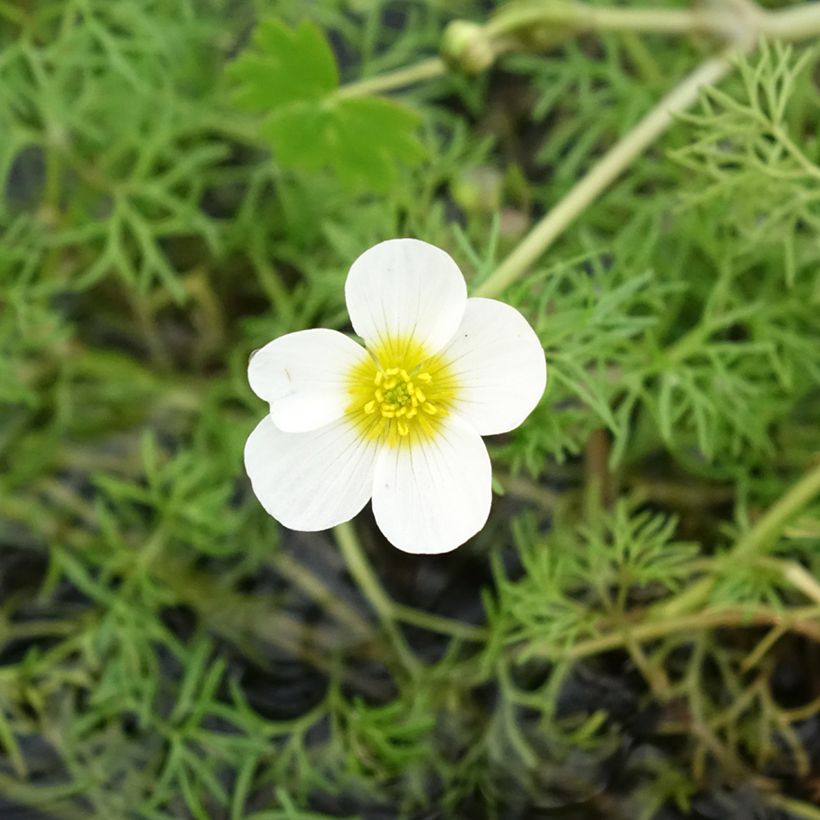 Ranunculus aquatilis - Ranúnculo acuático (Floración)