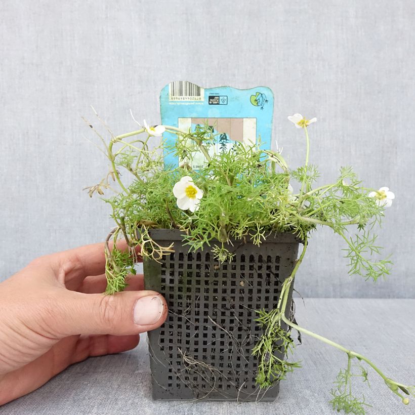 Ranunculus aquatilis - Ranúnculo acuático Maceta 1L/1,5L Ejemplar entregado en la primavera