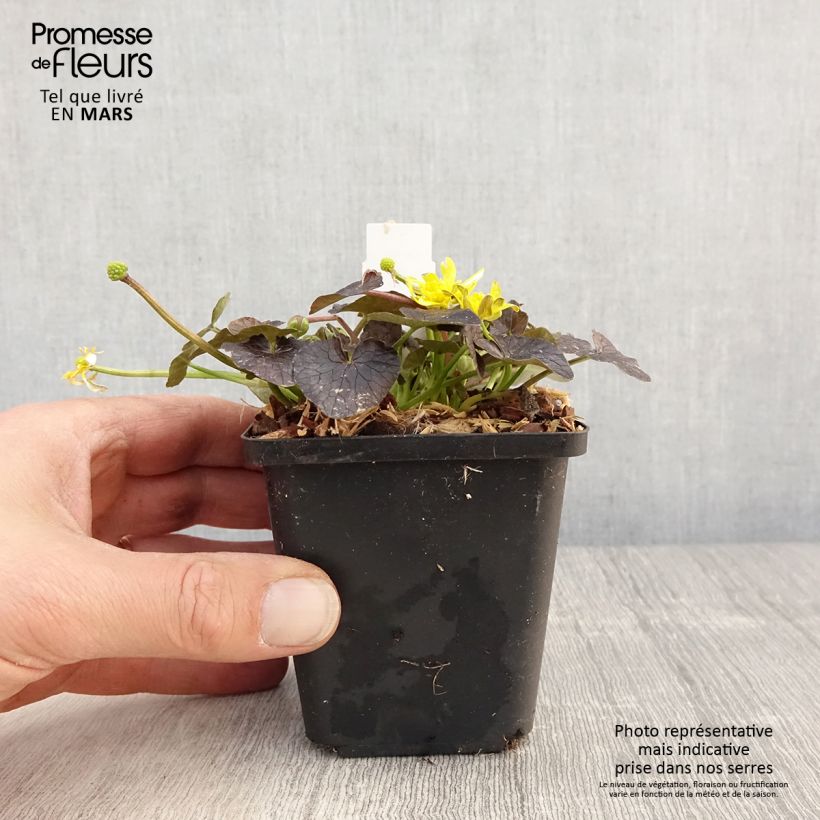 Ranunculus ficaria Brazen Hussy - Celidonia menor Maceta de 8/9 cm Ejemplar entregado en la primavera