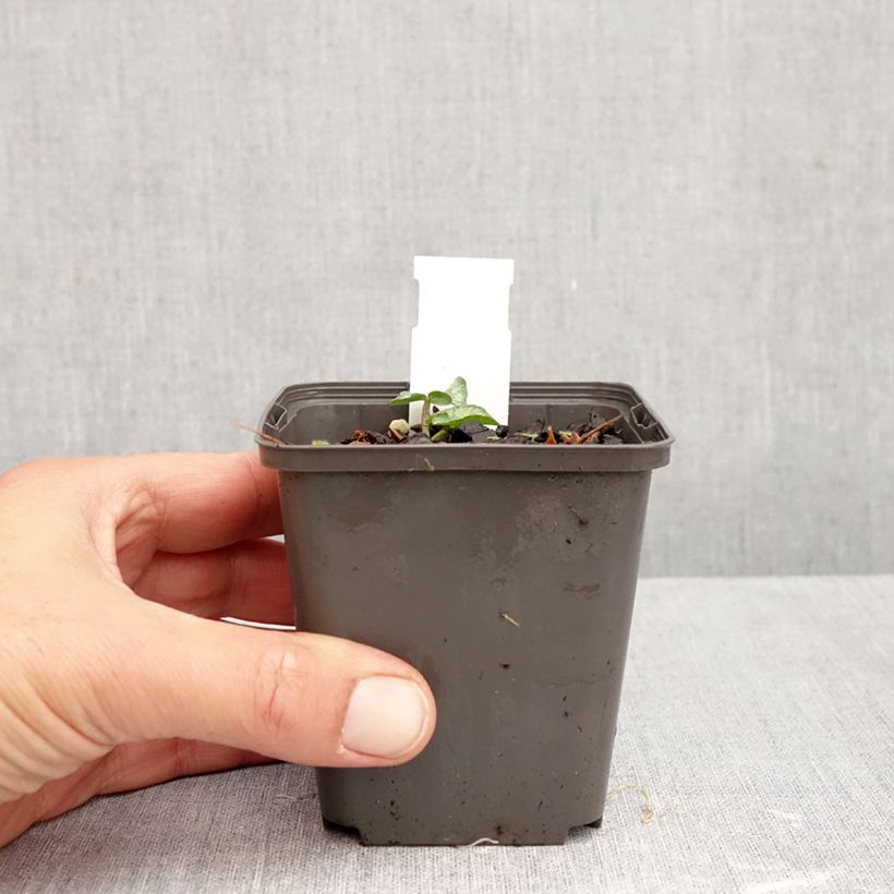 Ejemplar de Ranunculus ficaria Flore Pleno - Celidonia menor Maceta de 8/9 cm entregado en otoño