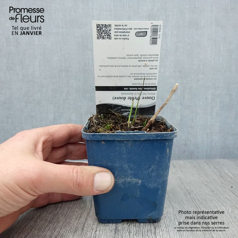 Ranunculus flammula - Hierba flámula Maceta de 8/9 cm Ejemplar entregado en invierno