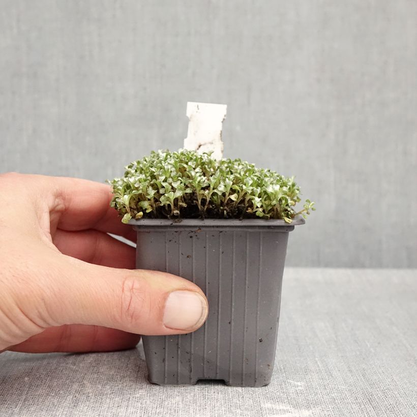 Ejemplar de Raoulia australis - Oveja vegetal Maceta de 8/9 cm entregado en otoño