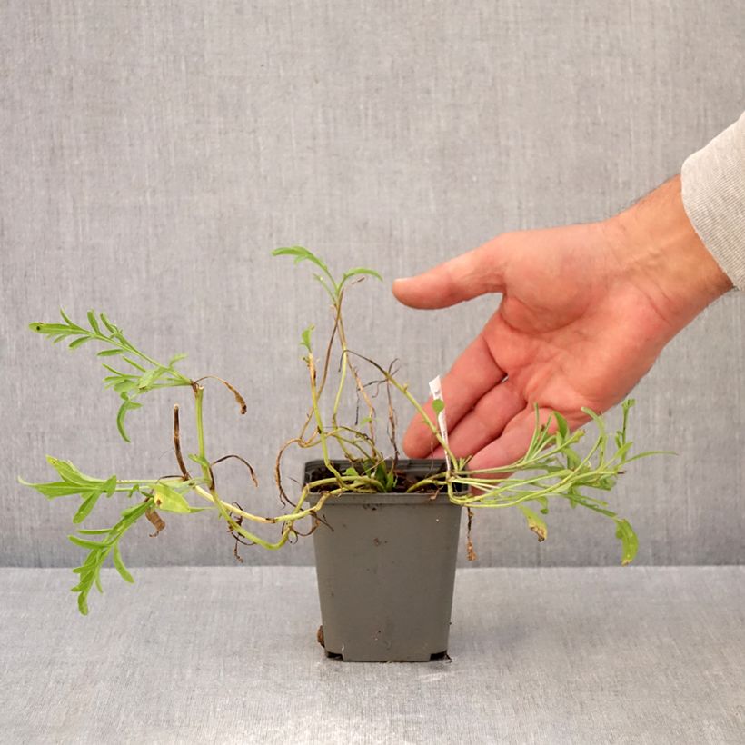 Ejemplar de Ratibida columnifera Red Midget - Sombrero mexicano Maceta de 8/9 cm entregado en otoño