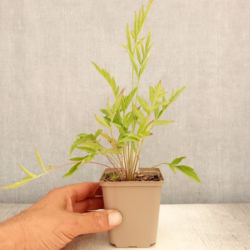 Ejemplar de Ratibida pinnata - Equinácea de pradera pinnada Maceta de 8/9 cm entregado en verano