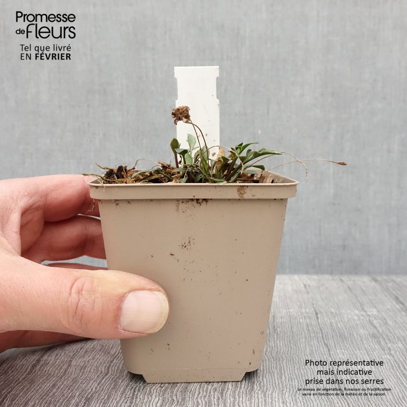 Ratibida pinnata - Equinácea de pradera pinnada Maceta de 8/9 cm Ejemplar entregado en invierno