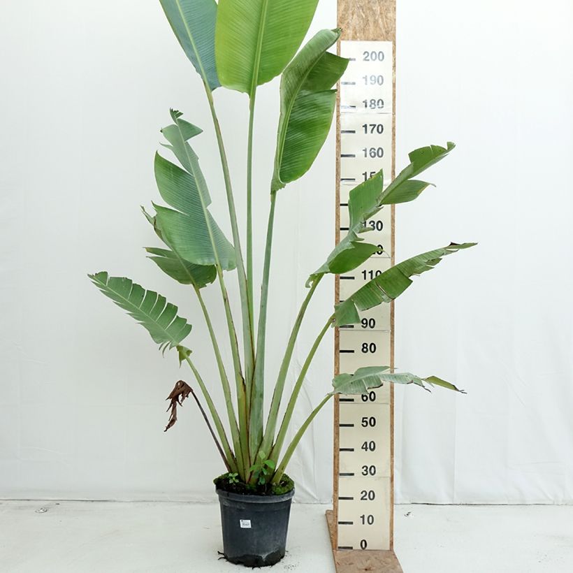 Ejemplar de Ravenala madagascariensis - Palma del viajero Maceta 12L/15L entregado en otoño