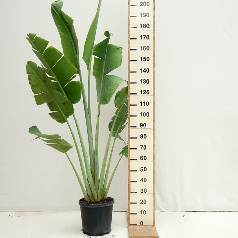 Ejemplar de Ravenala madagascariensis - Palma del viajero Maceta 12L/15L entregado en verano