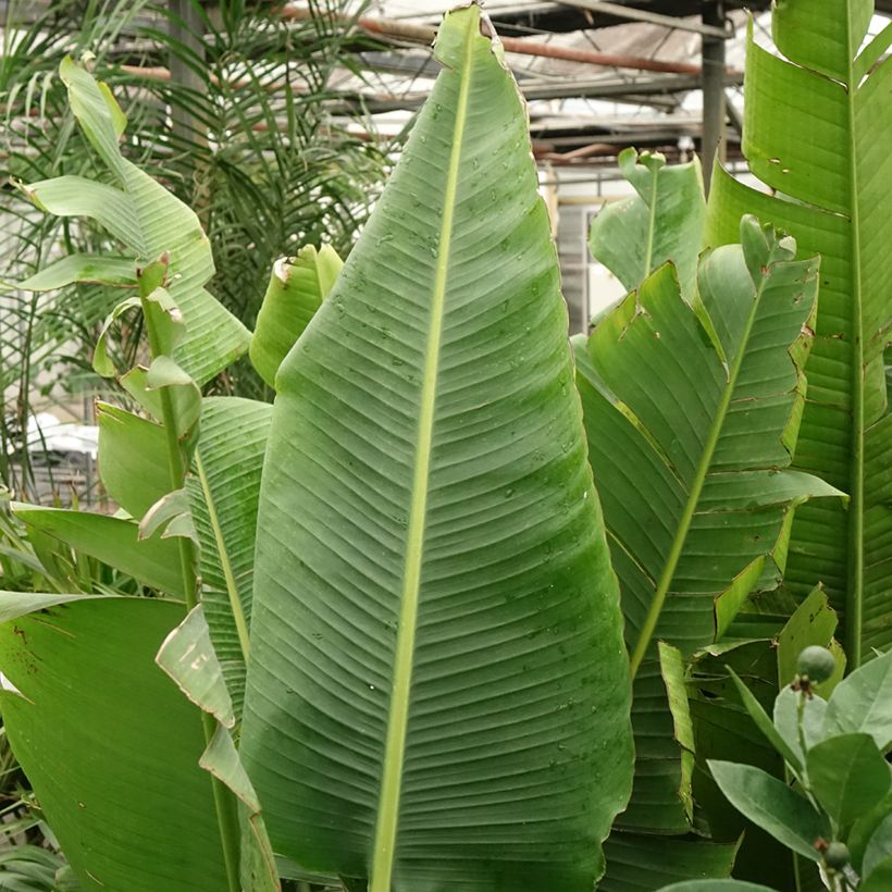 Ravenala madagascariensis - Palma del viajero (Follaje)