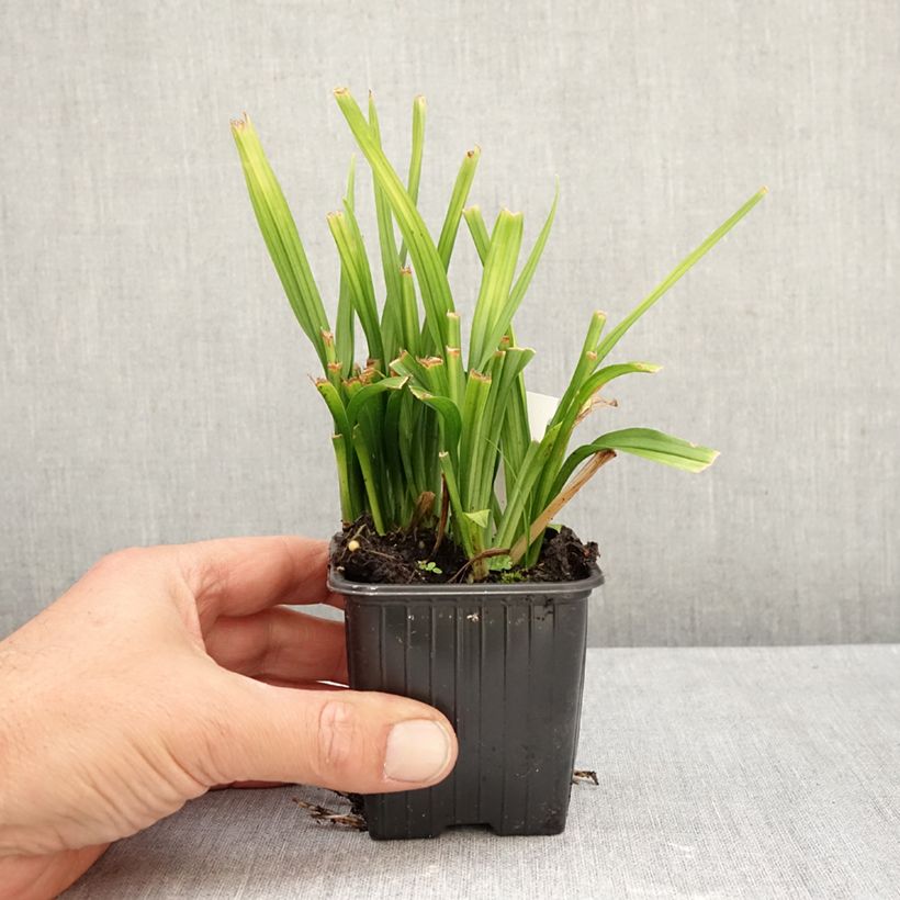 Ejemplar de Reineckea carnea Maceta de 8/9 cm entregado en otoño