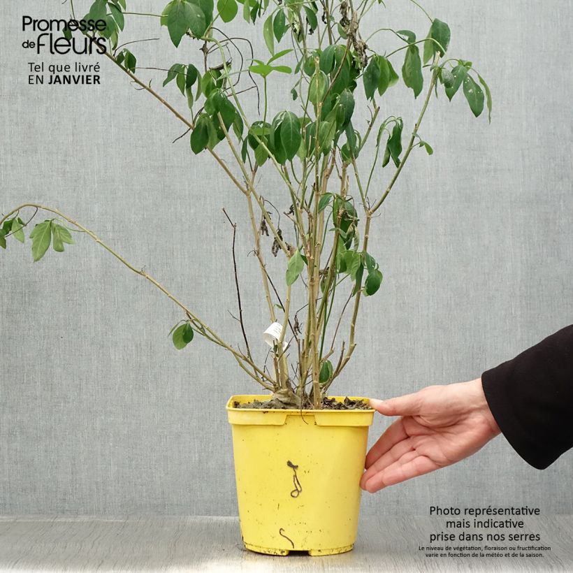 Reinwardtia indica - Amarillo lino Maceta 4L/5L Ejemplar entregado en invierno