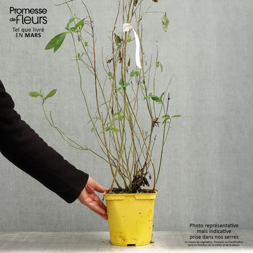 Reinwardtia indica - Amarillo lino Maceta 4L/5L Ejemplar entregado en la primavera