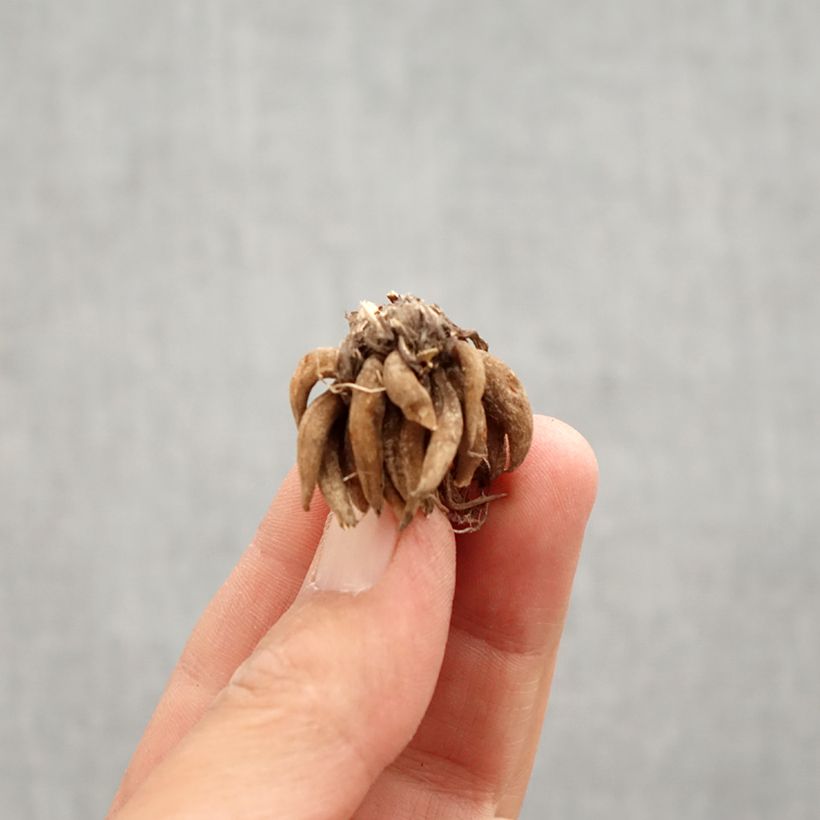 Ranunculus asiaticus White - Ranúnculo Bulbo calibre 8+ Ejemplar entregado en la primavera