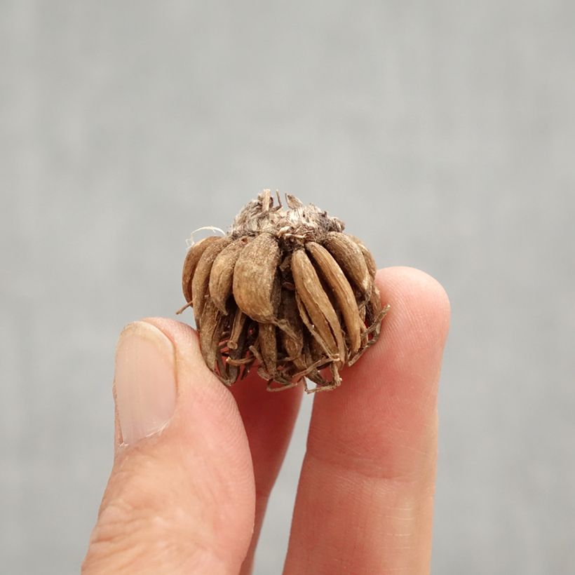 Ranunculus asiaticus Orange - Ranúnculo Bulbo calibre 8+ Ejemplar entregado en la primavera