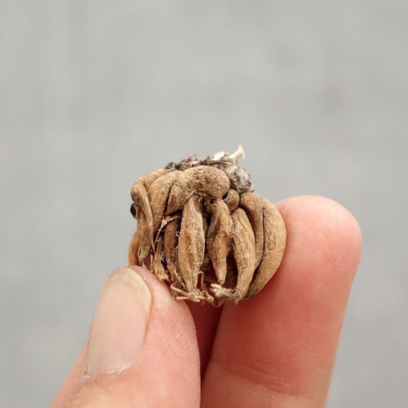 Ranunculus asiaticus Pauline Violet - Ranúnculo Bulbo calibre 8+ Ejemplar entregado en la primavera