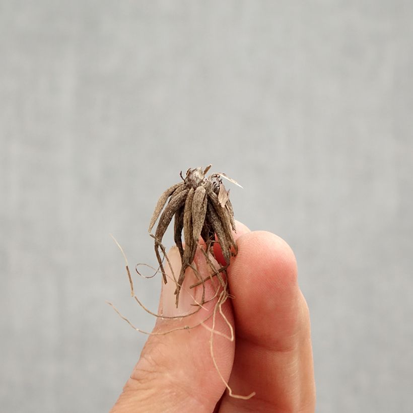 Ranunculus repens Multiplex Bulbo Ejemplar entregado en la primavera