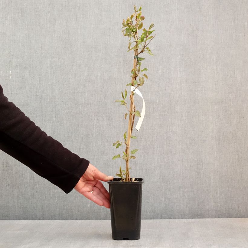 Fallopia aubertii - Polígono Maceta 1,5L/2L Ejemplar entregado en la primavera