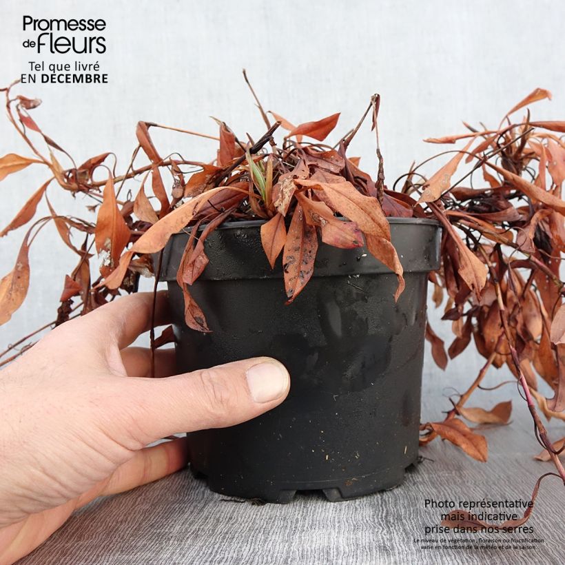 Ejemplar de Persicaria affinis Kabouter Maceta 2L/3L entregado en otoño
