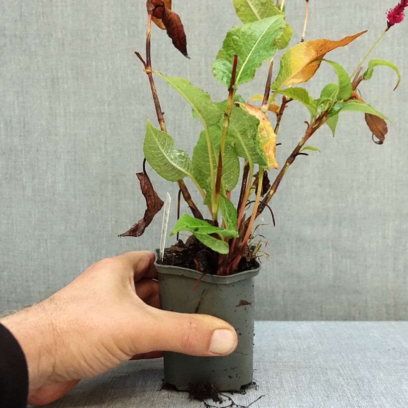 Ejemplar de Persicaria amplexicaulis Amethyst Maceta de 8/9 cm entregado en otoño