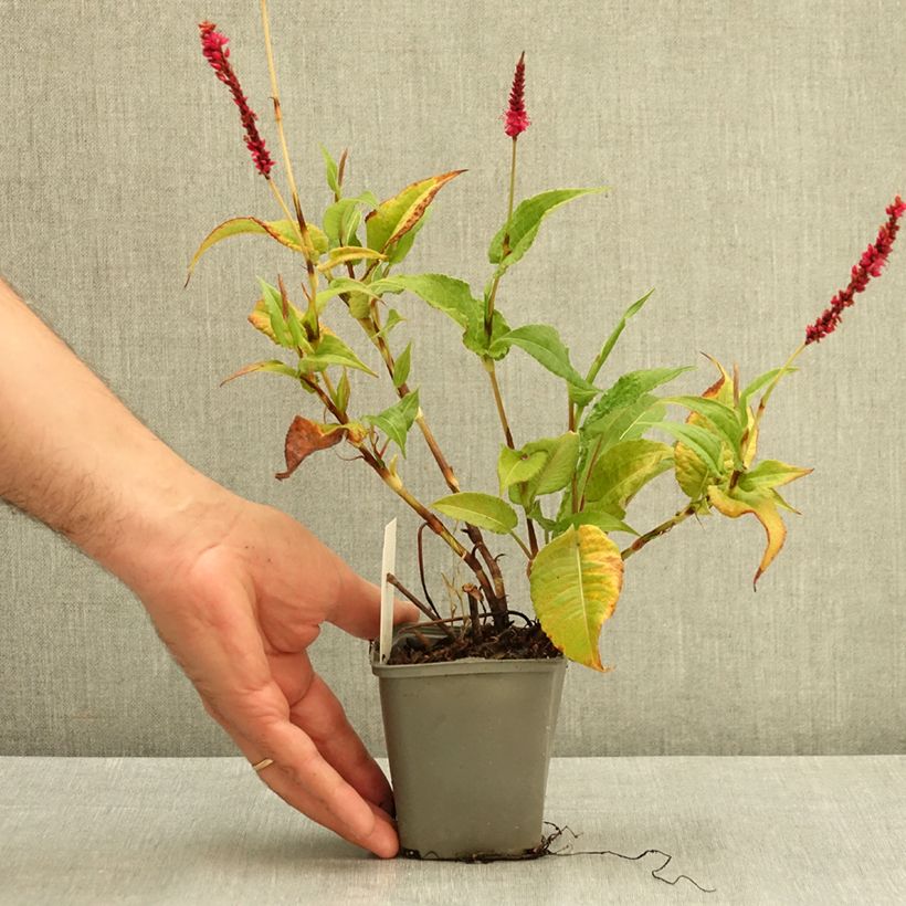 Ejemplar de Persicaria amplexicaulis Amethyst Maceta de 8/9 cm entregado en verano