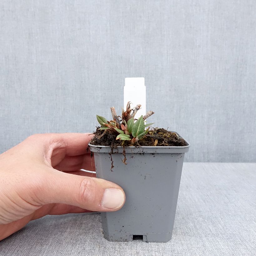 Persicaria amplexicaulis Amethyst Maceta de 8/9 cm Ejemplar entregado en la primavera