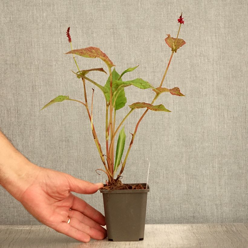 Ejemplar de Persicaria amplexicaulis Black Dreams Maceta de 8/9 cm entregado en verano