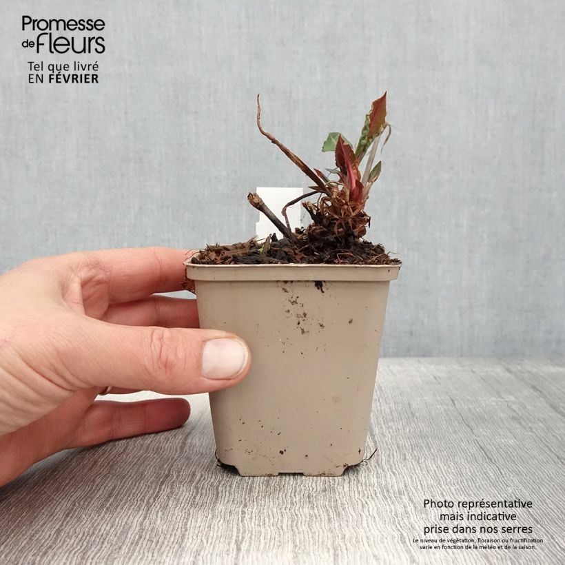 Persicaria amplexicaulis Black Dreams Maceta de 8/9 cm Ejemplar entregado en invierno