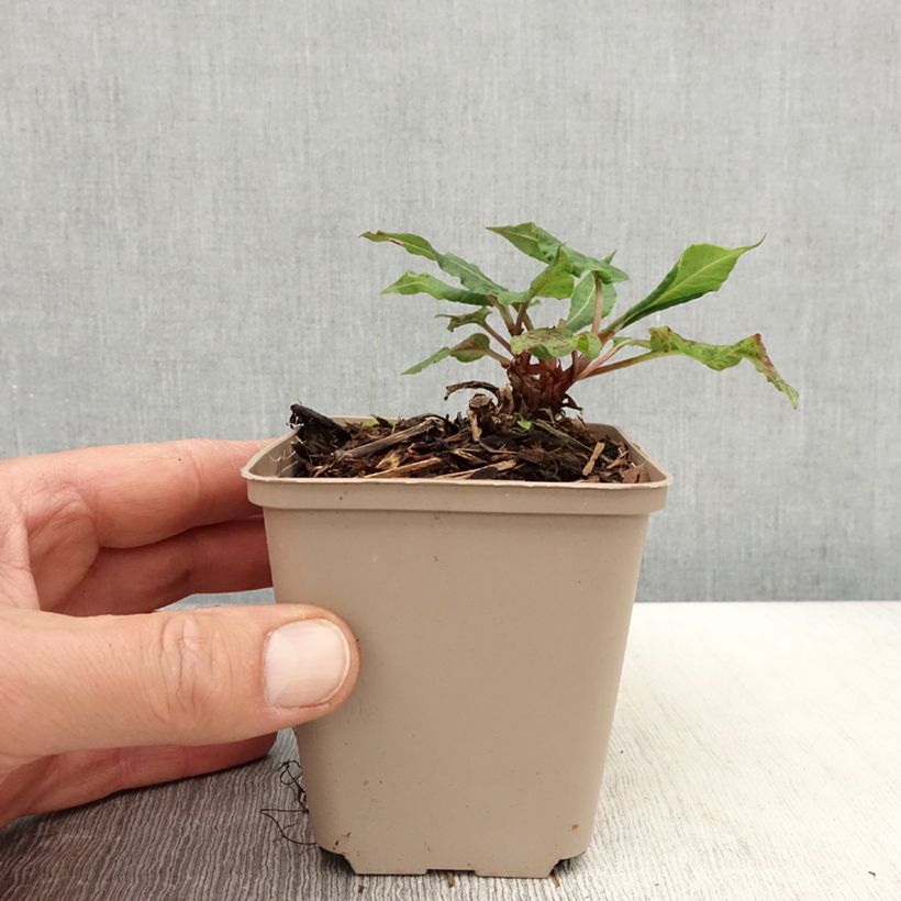 Persicaria amplexicaulis Black Dreams Maceta de 8/9 cm Ejemplar entregado en la primavera