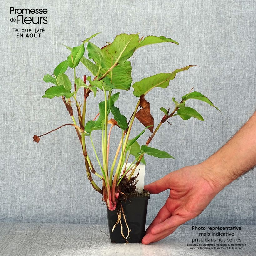 Ejemplar de Persicaria amplexicaulis Bloody Mary Maceta de 8/9 cm entregado en verano