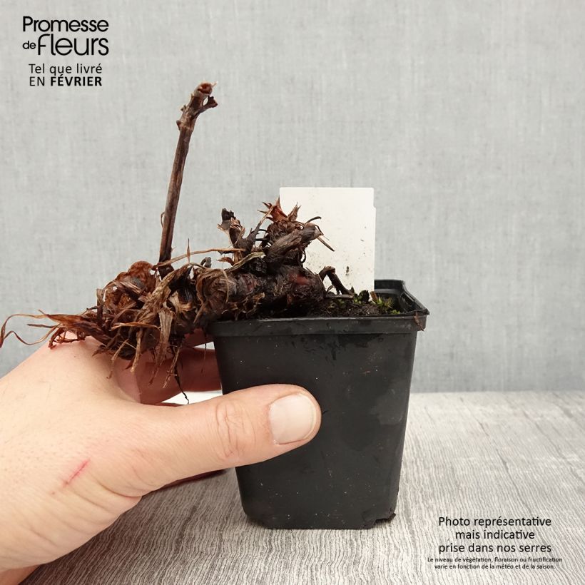 Persicaria amplexicaulis Bloody Mary Maceta de 8/9 cm Ejemplar entregado en invierno