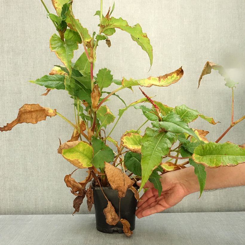 Ejemplar de Persicaria amplexicaulis Bloody Mary Maceta 2L/3L entregado en otoño