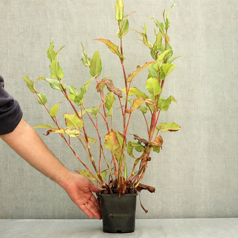 Ejemplar de Persicaria amplexicaulis Bloody Mary Maceta 2L/3L entregado en verano