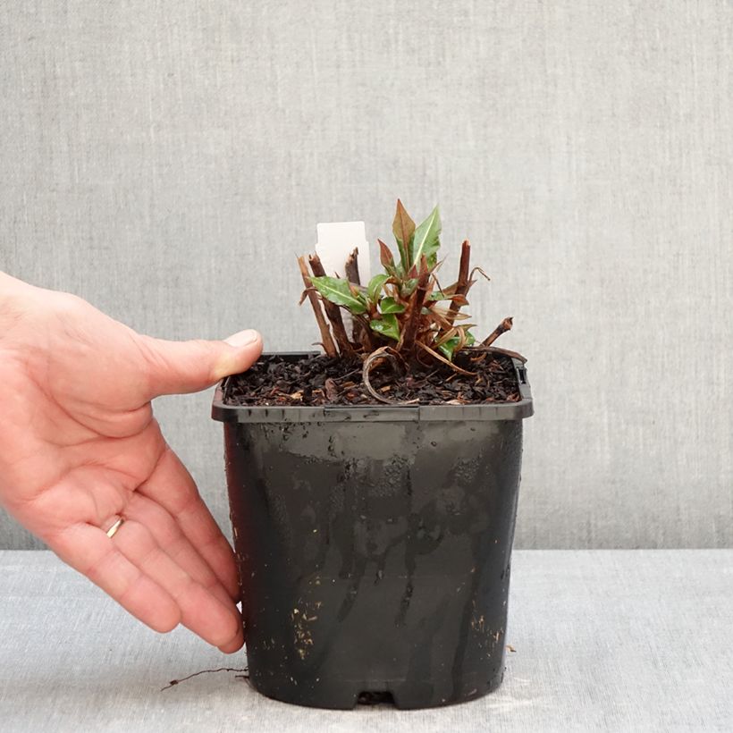 Persicaria amplexicaulis Bloody Mary Maceta 2L/3L Ejemplar entregado en invierno