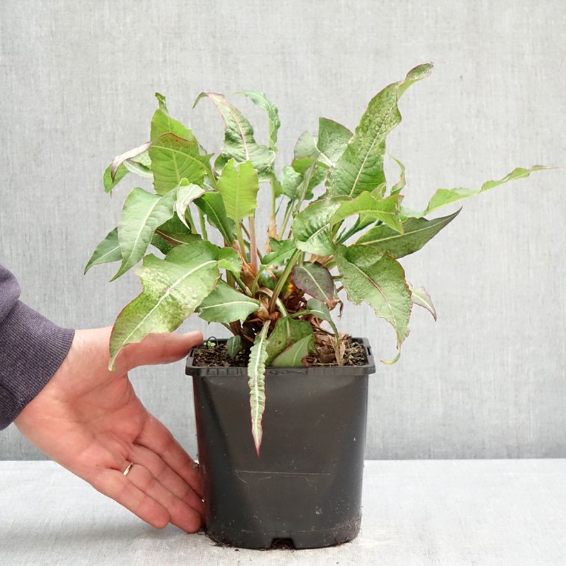 Persicaria amplexicaulis Bloody Mary Maceta 2L/3L Ejemplar entregado en la primavera