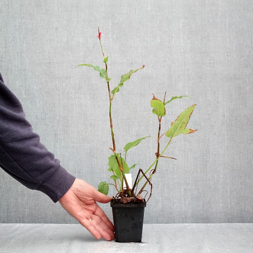Ejemplar de Persicaria amplexicaulis High Society Maceta de 8/9 cm entregado en otoño