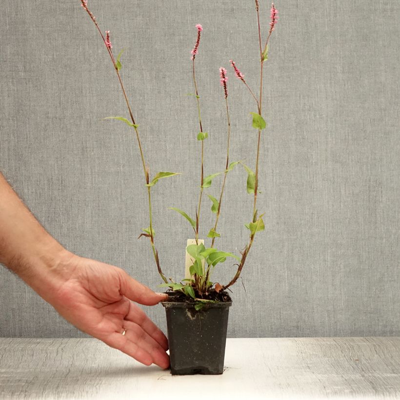 Ejemplar de Persicaria amplexicaulis Pink Elephant Maceta de 8/9 cm entregado en verano