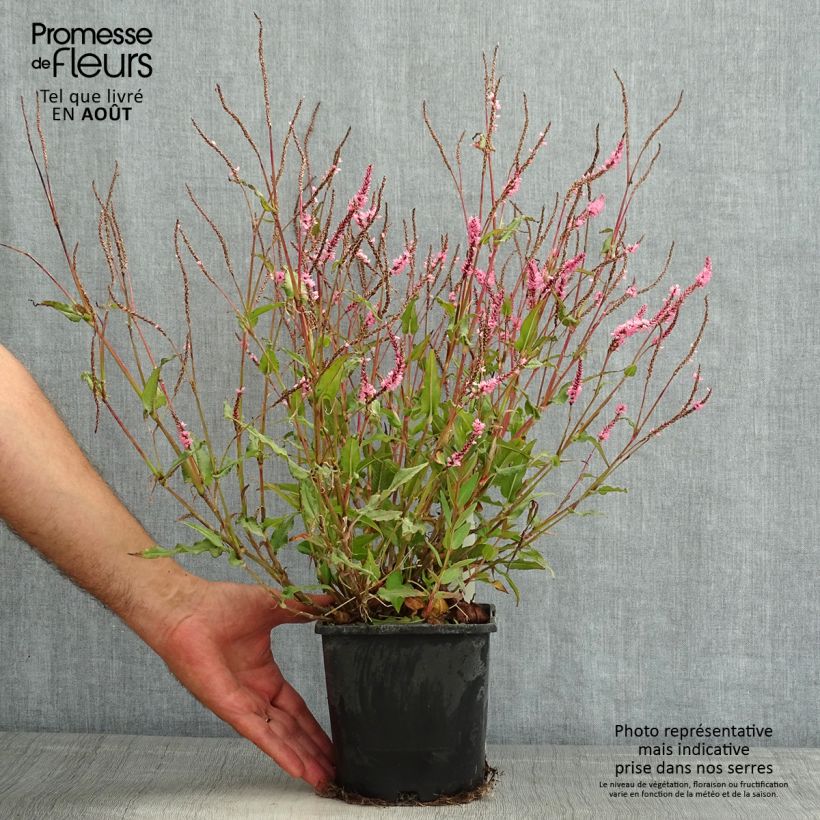 Ejemplar de Persicaria amplexicaulis Pink Elephant Maceta 1,5L/2L entregado en verano