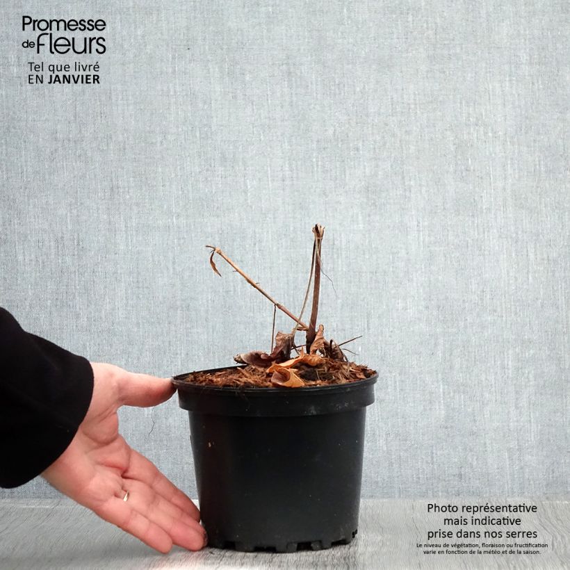 Persicaria amplexicaulis Rosea Maceta 2L/3L Ejemplar entregado en invierno