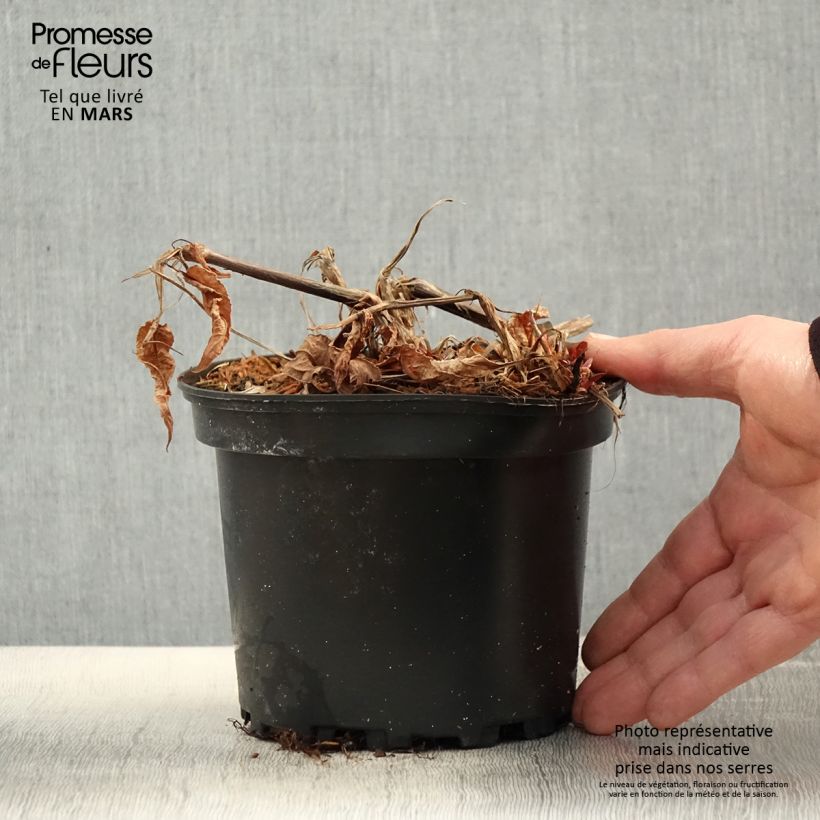 Persicaria amplexicaulis Rosea Maceta 2L/3L Ejemplar entregado en la primavera