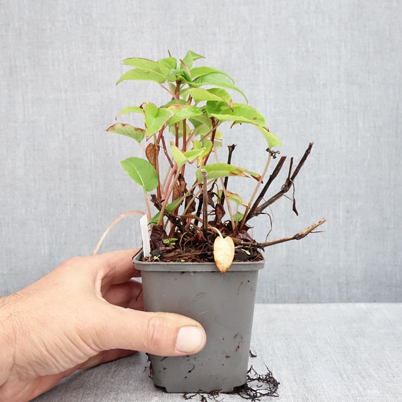 Ejemplar de Persicaria amplexicaulis var. pendula Maceta de 8/9 cm entregado en otoño