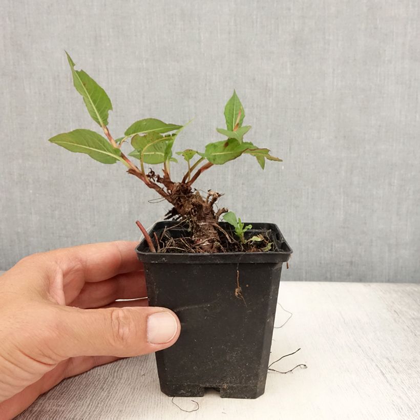 Ejemplar de Persicaria amplexicaulis Vesuvius Maceta de 8/9 cm entregado en verano