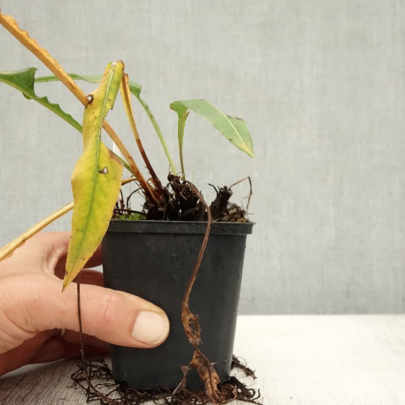 Ejemplar de Persicaria bistorta Hohe Tatra Maceta de 8/9 cm entregado en otoño
