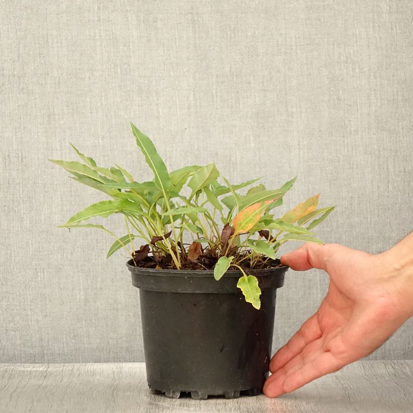 Ejemplar de Persicaria bistorta Superba Maceta 2L/3L entregado en verano