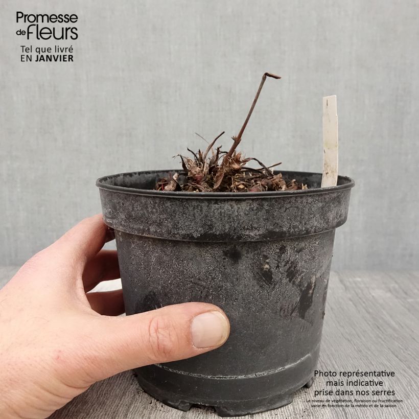 Persicaria bistorta Superba Maceta 2L/3L Ejemplar entregado en invierno