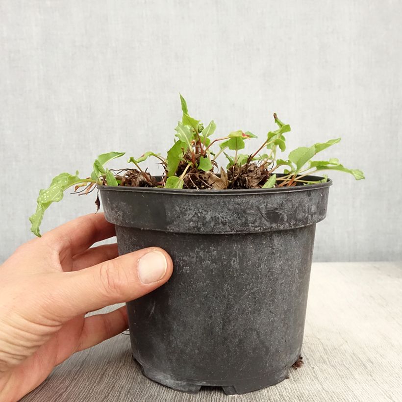 Persicaria bistorta Superba Maceta 2L/3L Ejemplar entregado en la primavera