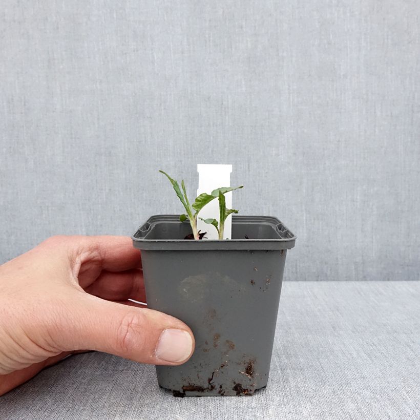 Persicaria dshawachischwilii Maceta de 8/9 cm Ejemplar entregado en la primavera