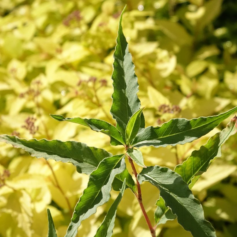 Persicaria dshawachischwilii (Follaje)